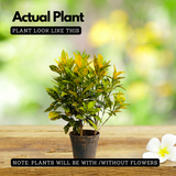 Gold Dust Croton / Codiaeum variegatum Ornamental Live Plant In Pot (Home & Garden)