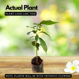 Avocado / Butter Fruit seedling plant ( Persea americana ) Fruit Live Plant (Home & Garden)