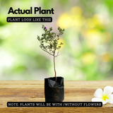 Nikodia / Texas Silver Leaf / Texas Sage or Texas Ranger (Leucophyllum Frutescens) Flowering/Ornamental Live Plant (Home & Garden)