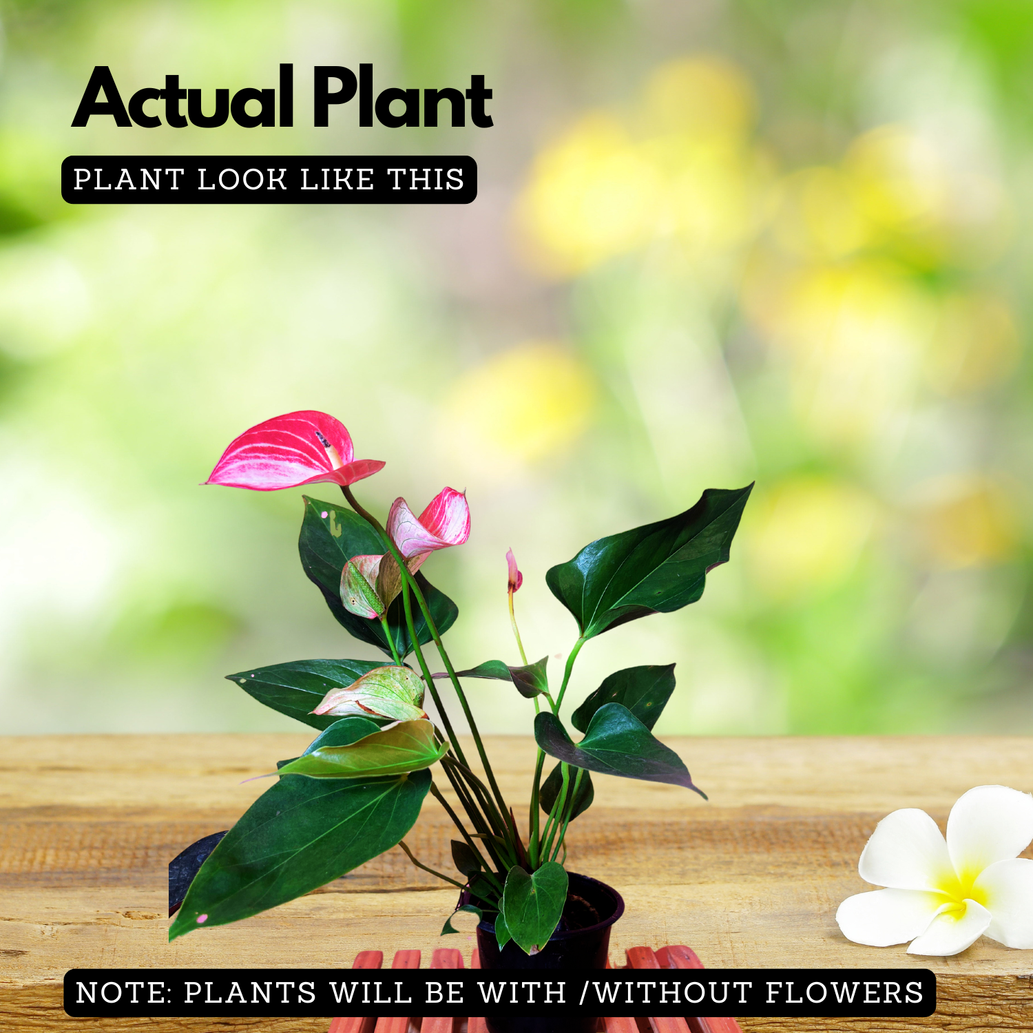 Anthurium Paint Brush/Painter's-palette Plant(Anthurium Pendulifolium) Flowering/Ornamental Live Plant(Home & Garden)