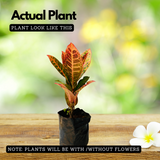 Petra Croton Plant / Codiaeum variegatum Ornamental Live Plant (Home & Garden)