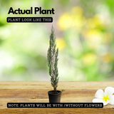 Silver Pine Plant Ornamental Live Plant (Home & Garden)