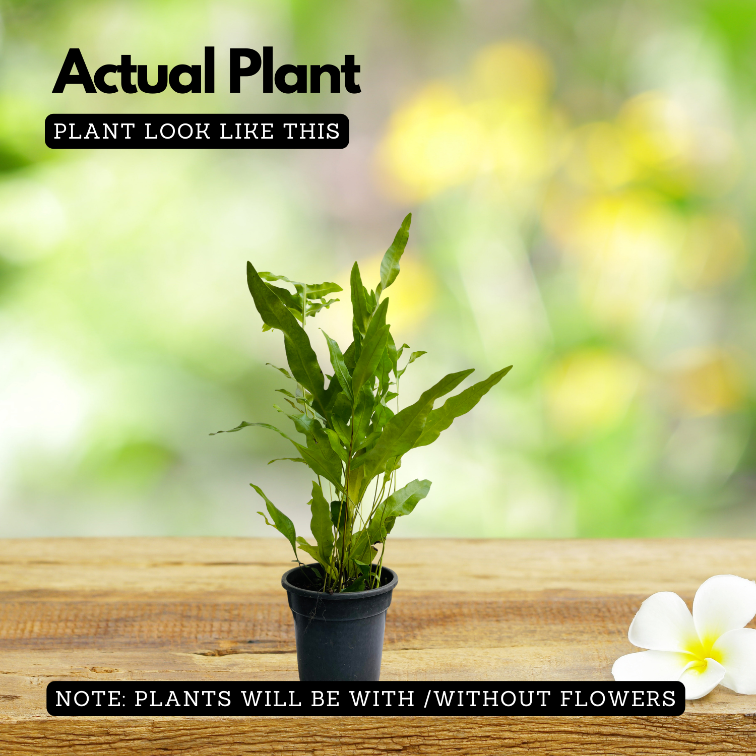 Blue Star Fern (Phlebodium aureum) - Live Plant in pot (Home & Garden)