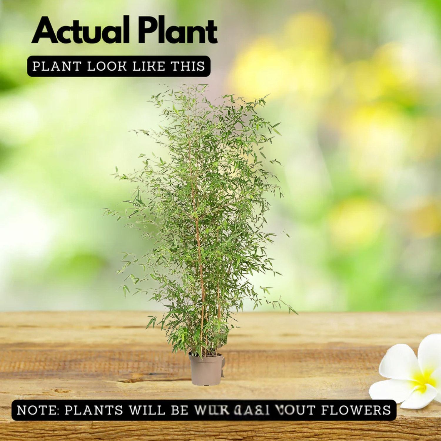 Pencil Bamboo(Bambusa multiplex)Live Plant (Home & Garden)