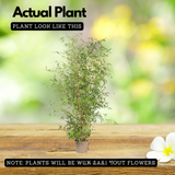 Pencil Bamboo(Bambusa multiplex)Live Plant (Home & Garden)