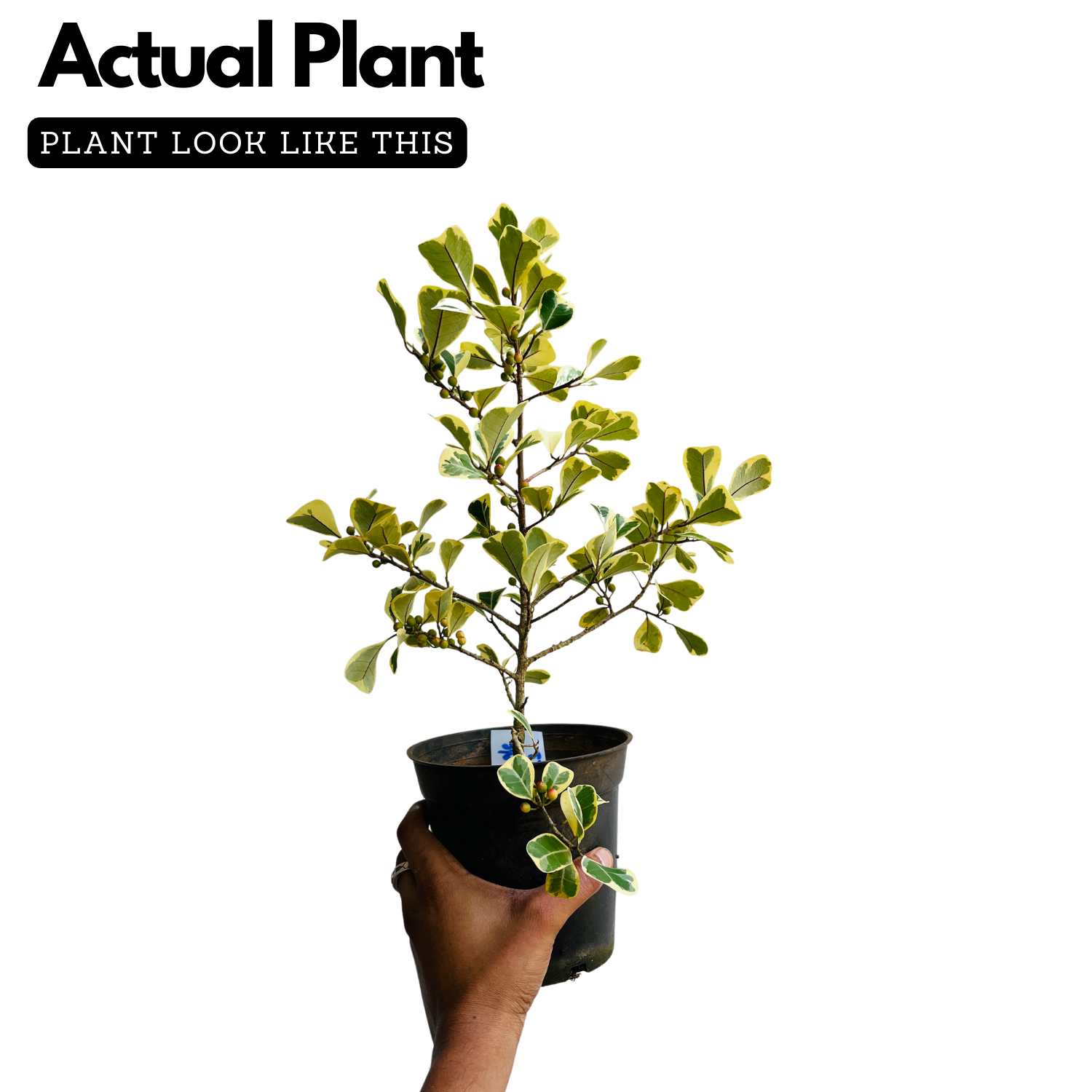 Ficus triangularis 'Variegata' Ornamental Live Plant In Pot (Home & Garden)