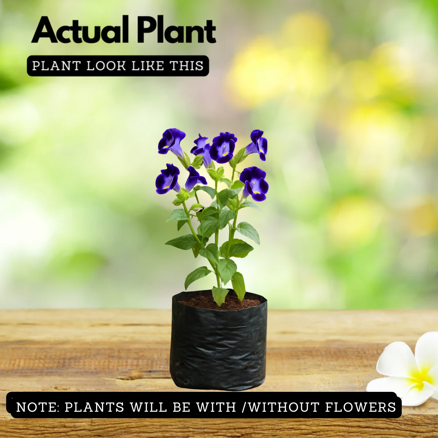 Torenia Live Plant (Home & Garden)