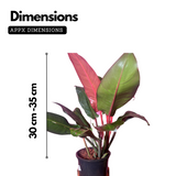 Philodendron Sun Red (Philodendron erubescens) Ornamental Live Plant (Home & Garden)