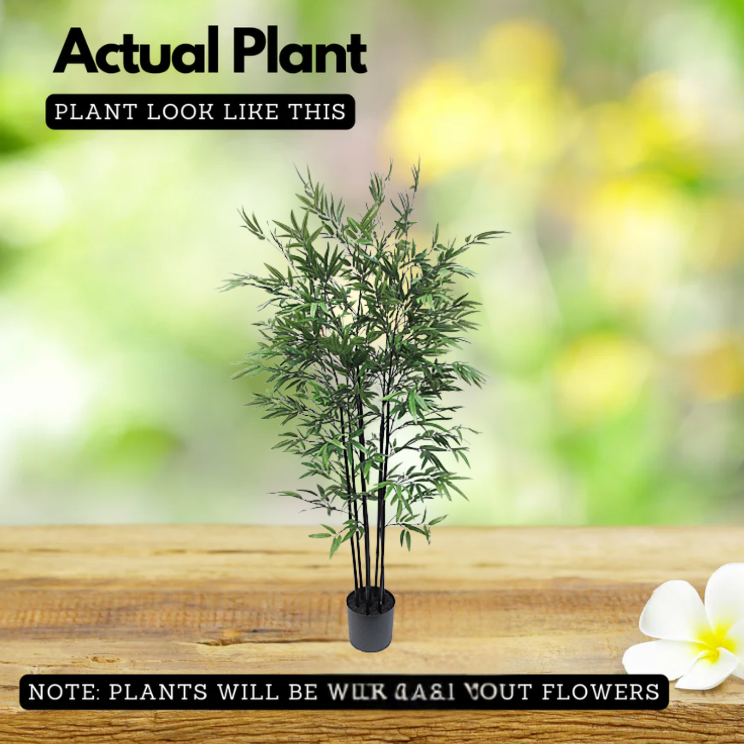 Black Bamboo(Phyllostachys nigra)Live Plant (Home & Garden)