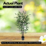 Black Bamboo(Phyllostachys nigra)Live Plant (Home & Garden)
