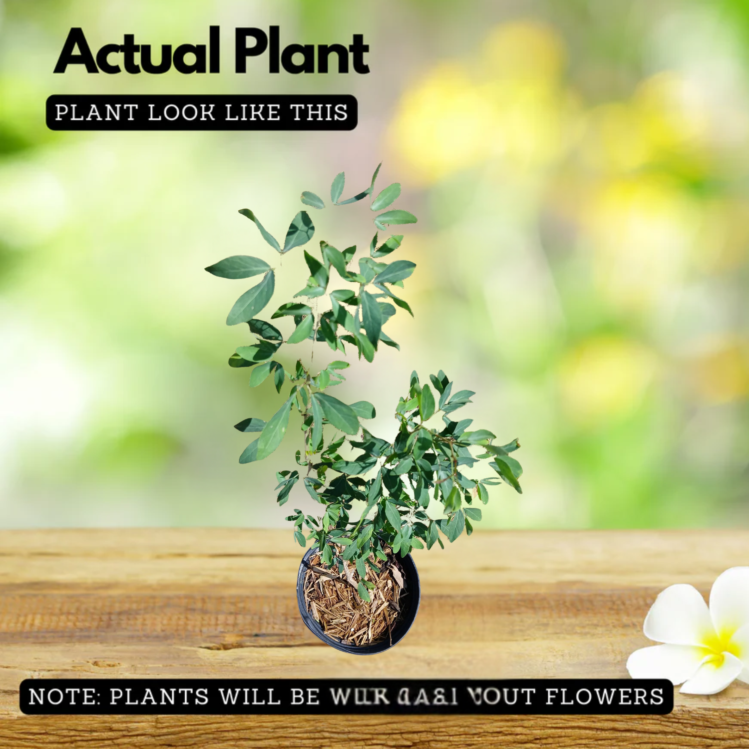 Madras Thorn Plant (Kodukka Puli) Live Plant (Home & Garden)