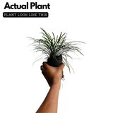Mountain Grass - Ornamental Plant Live Plant (Home & Garden)