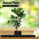 Rambutan School Boy Live Plant (Home & Garden)