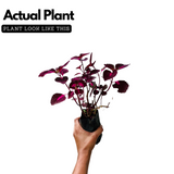 Coleus Plant (Coleus scutellarioides) (Any Colour) Ornamental Live Plant (Home & Garden)