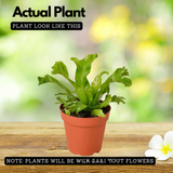 The Leslie' Bird's Nest Fern Live Plant (Home & Garden)