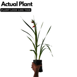 Gladiolus / Natal Lily / Sword Lily Flowering / Ornamental Live Plant (Home & Garden)