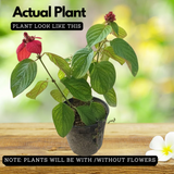 Mussaenda Red Mussaenda erythrophylla Live Plant(Home & Garden)