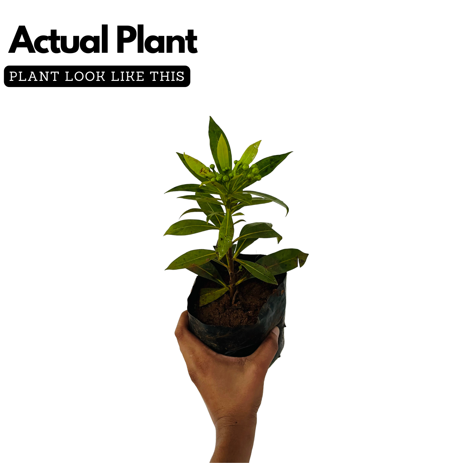 Rosida (Xanthostemon chrysanthus) Flowering/Ornamental Live Plant (Hom ...