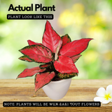 Aglaonema Diamond Red (Aglaonema modestum)Live Plant (Home & Garden)