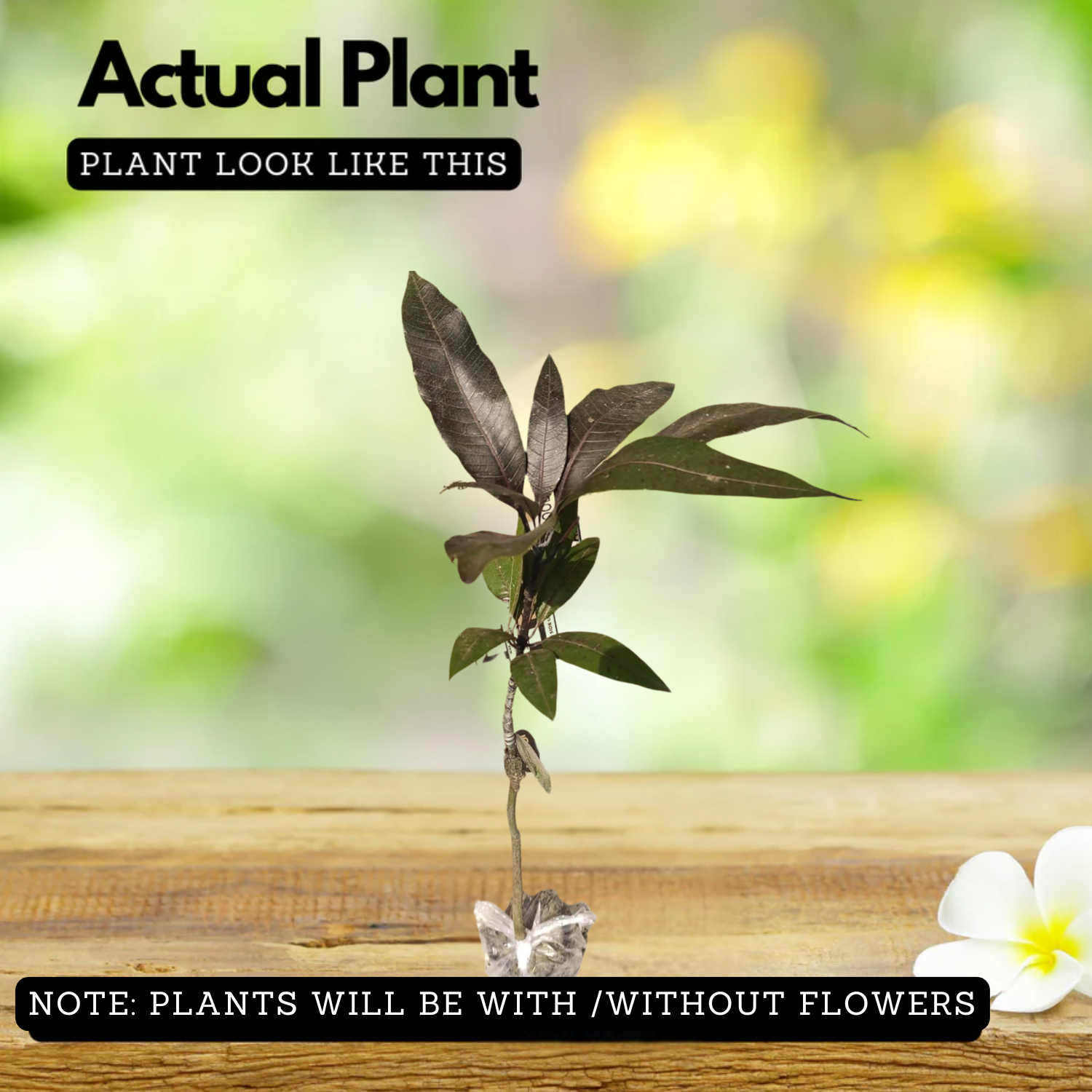 Black Kasthuri Mango Grafted (Mangifera casturi) Fruit Live Plant (Home & Garden)