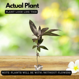 Black Kasthuri Mango Grafted (Mangifera casturi) Fruit Live Plant (Home & Garden)