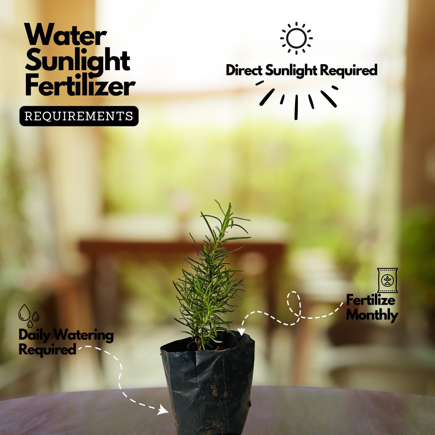 Rosemary Plant / Gulmehendi (Salvia rosmarinus) Flowering