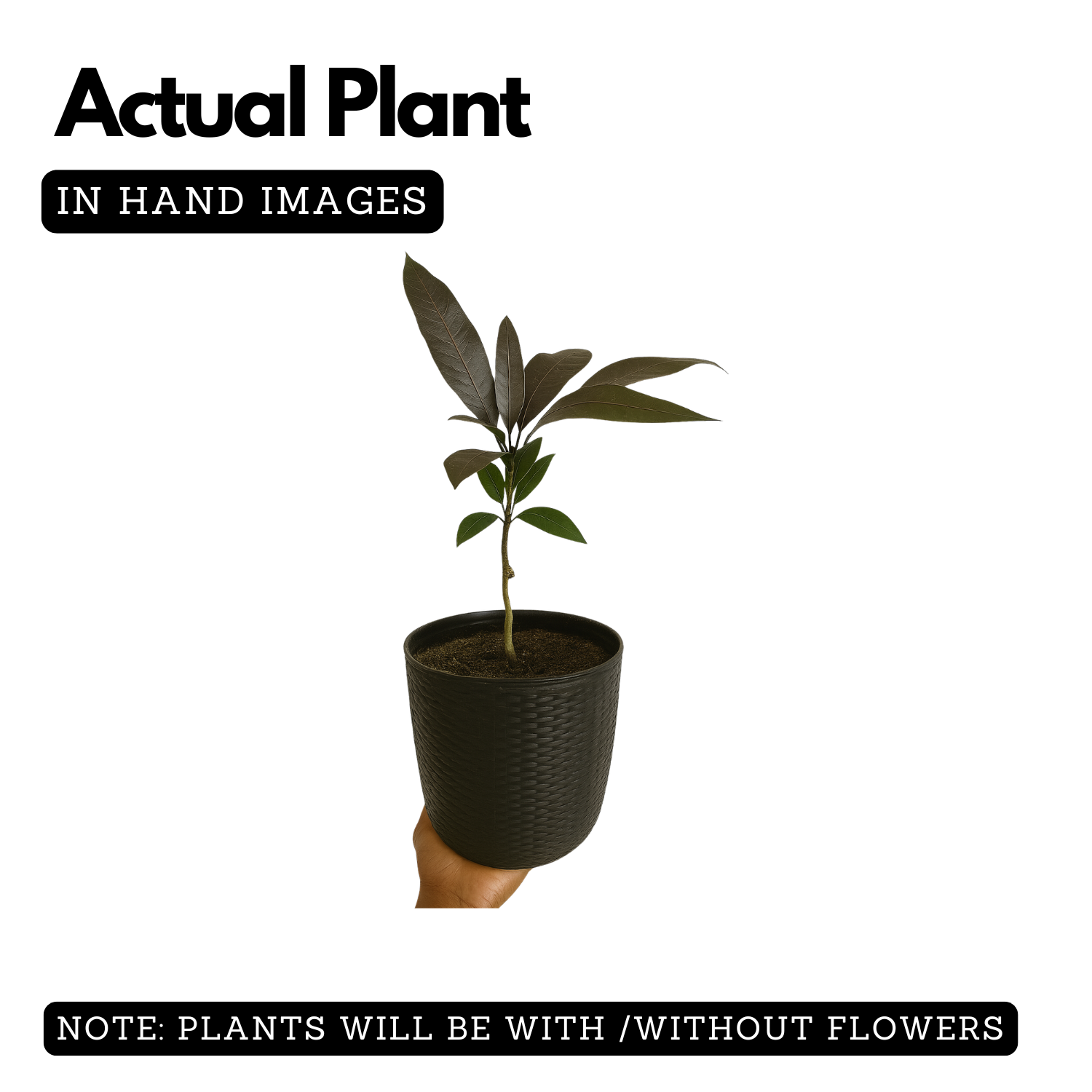 Black Kasthuri Mango Grafted (Mangifera casturi) Fruit Live Plant (Home & Garden)