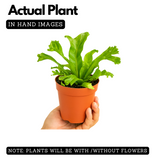 The Leslie' Bird's Nest Fern Live Plant (Home & Garden)