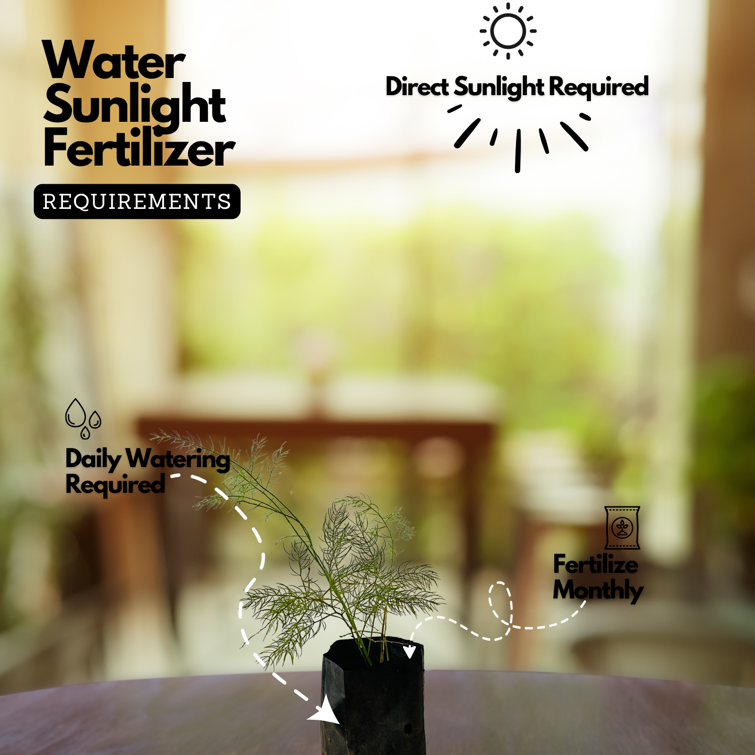 Shatavari / Wild Asparagus Ornamental / Medicinal /  Flowering Live Plant (Home & Garden)