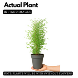 Pencil Bamboo(Bambusa multiplex)Live Plant (Home & Garden)