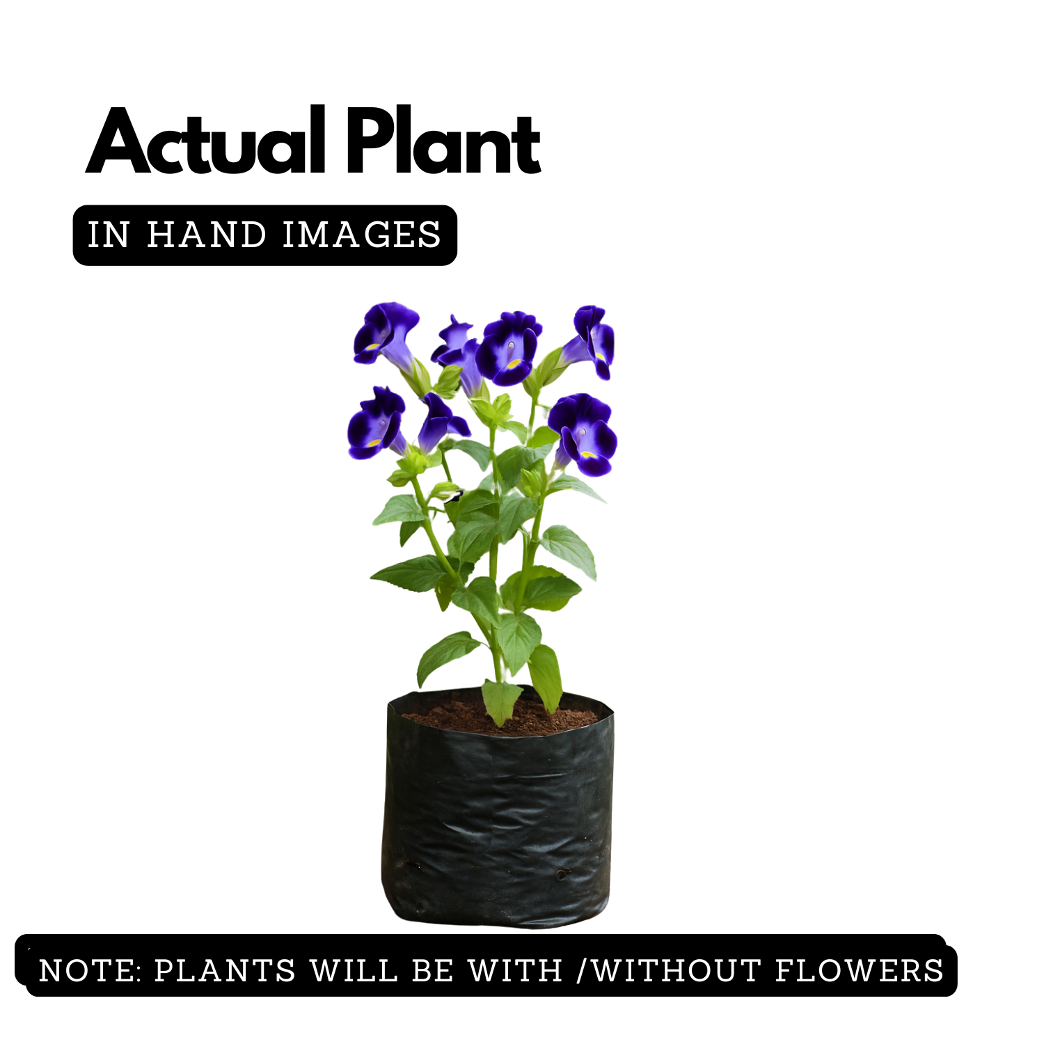 Torenia Live Plant (Home & Garden)