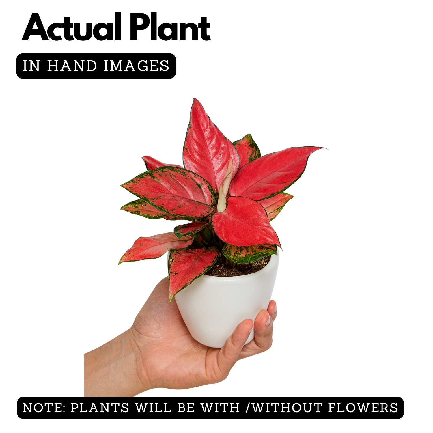 Aglaonema Diamond Red (Aglaonema modestum)Live Plant (Home & Garden)
