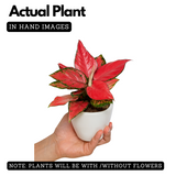Aglaonema Diamond Red (Aglaonema modestum)Live Plant (Home & Garden)