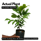 Rambutan School Boy Live Plant (Home & Garden)
