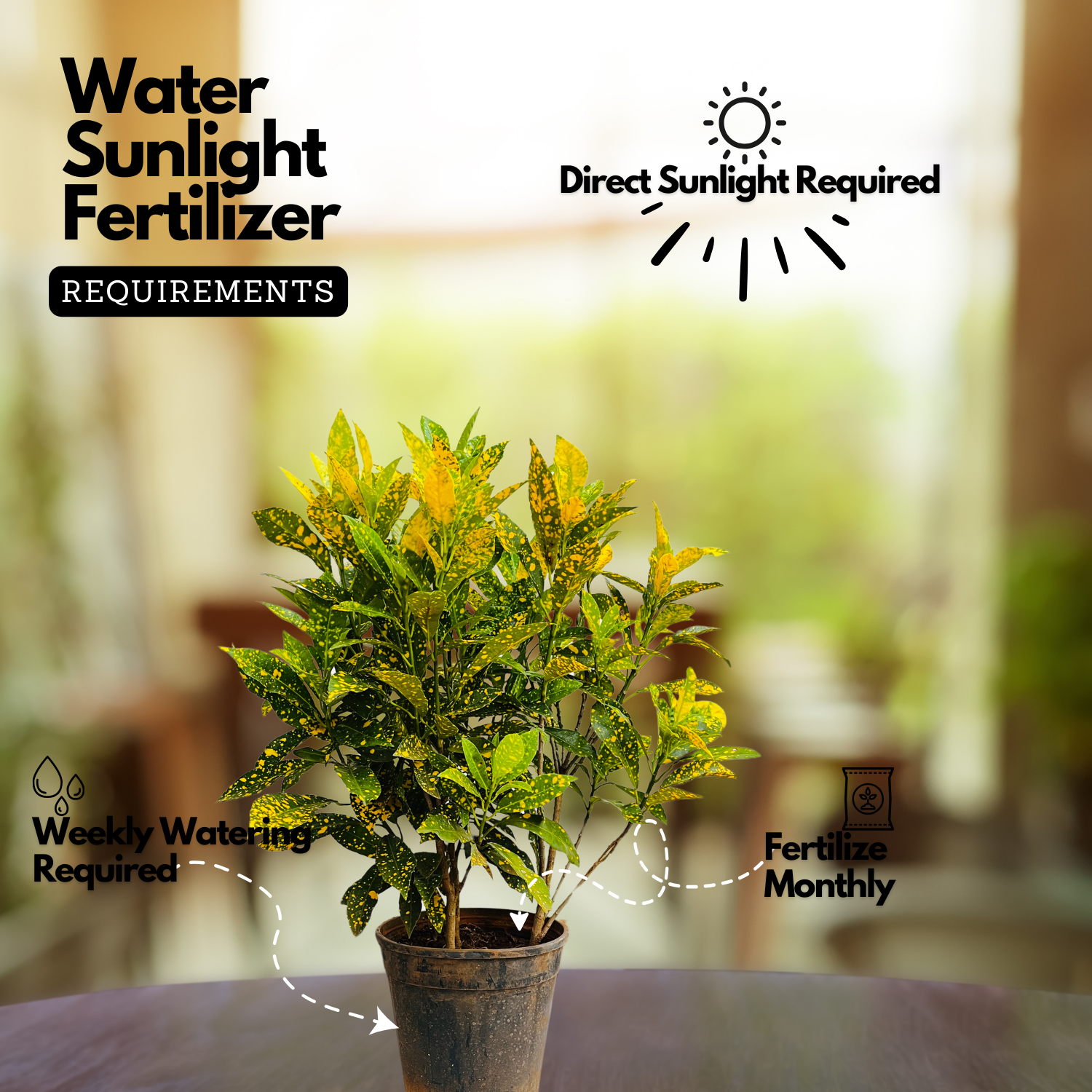Gold Dust Croton / Codiaeum variegatum Ornamental Live Plant In Pot (Home & Garden)