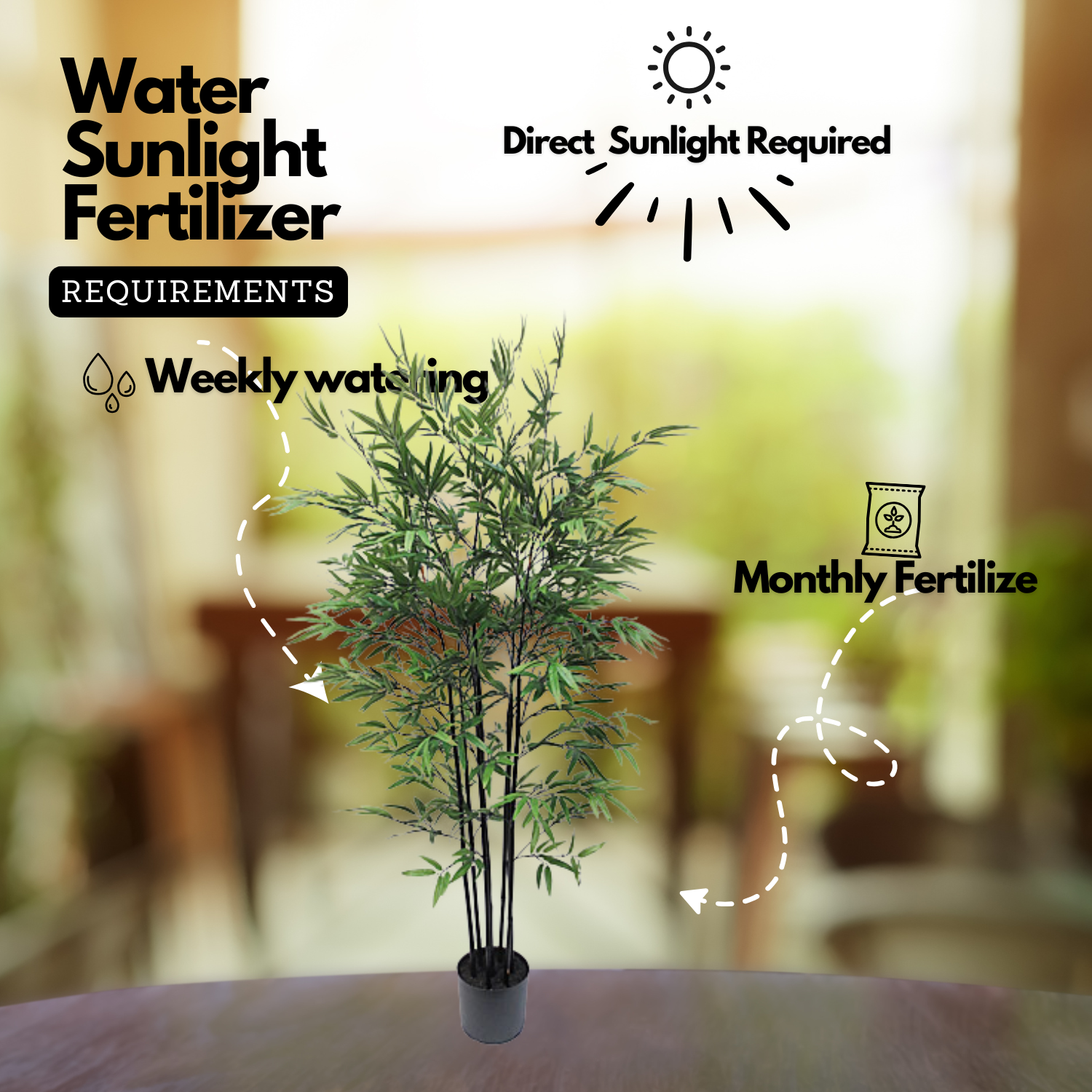 Black Bamboo(Phyllostachys nigra)Live Plant (Home & Garden)