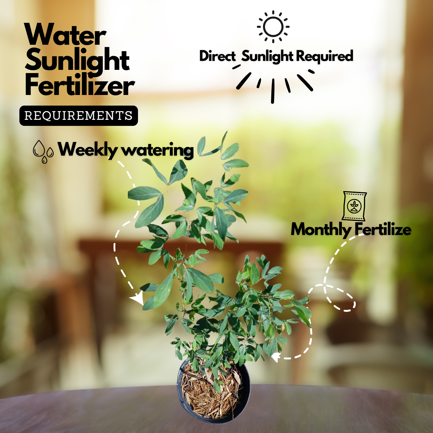Madras Thorn Plant (Kodukka Puli) Live Plant (Home & Garden)