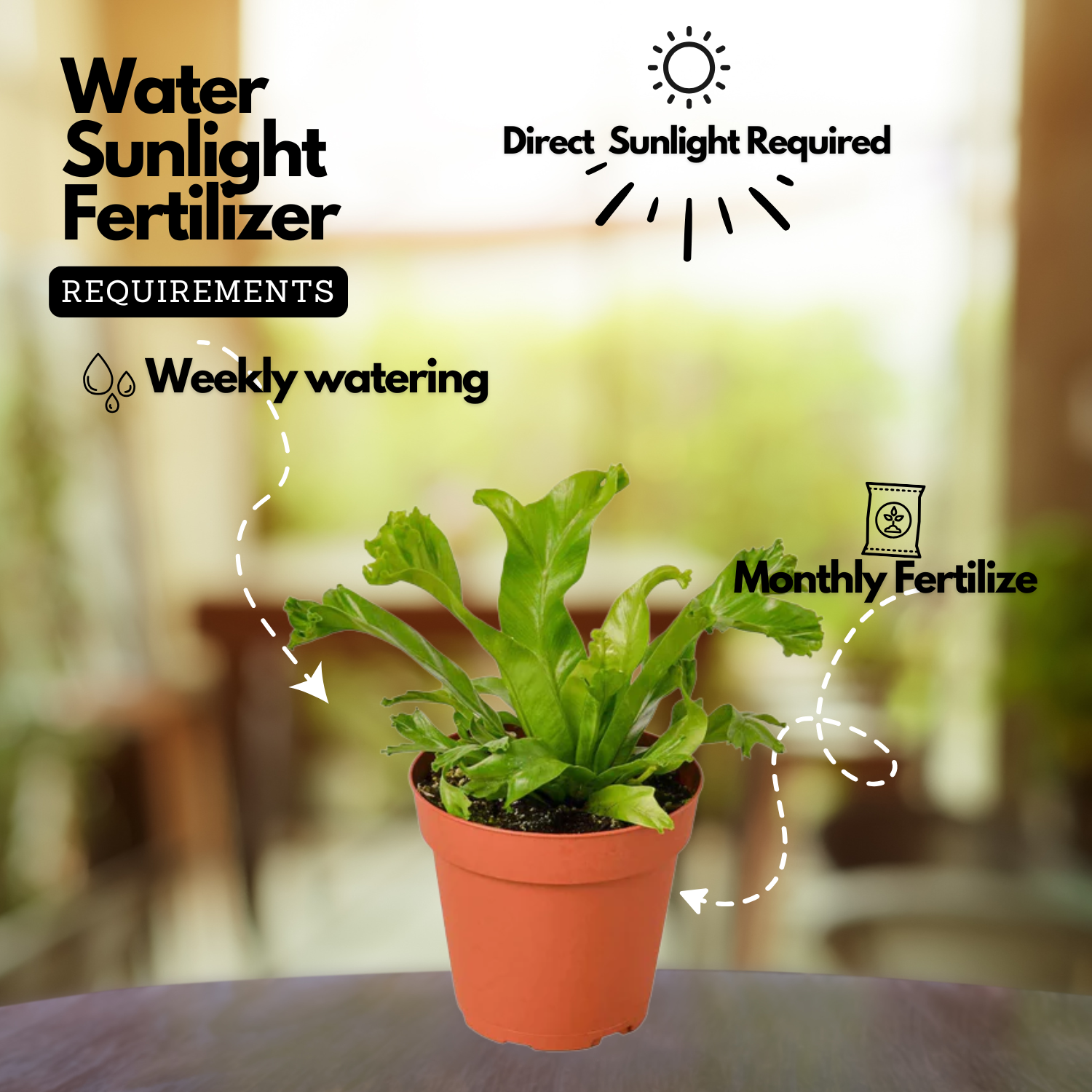 The Leslie' Bird's Nest Fern Live Plant (Home & Garden)