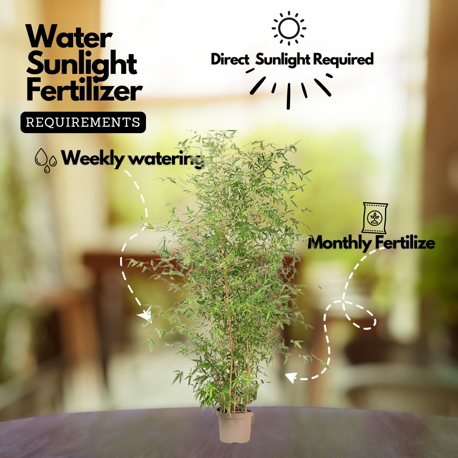 Pencil Bamboo(Bambusa multiplex)Live Plant (Home & Garden)