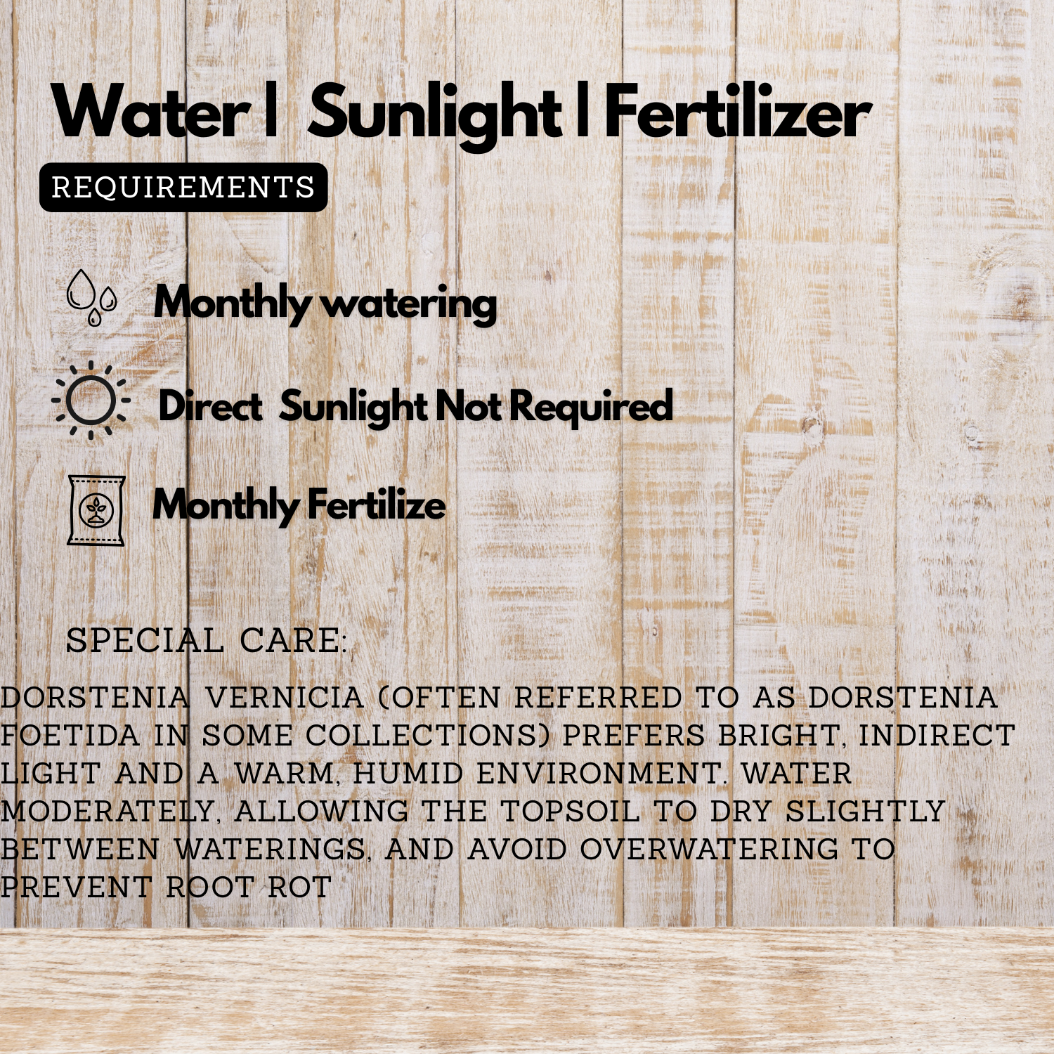 Dorstinia Vernia Live Plant (Home & Garden)