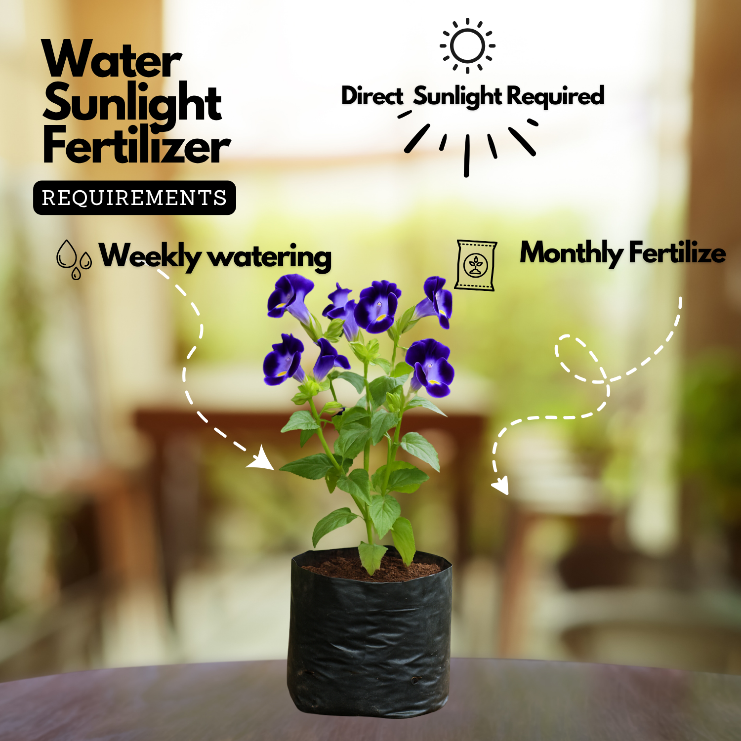 Torenia Live Plant (Home & Garden)