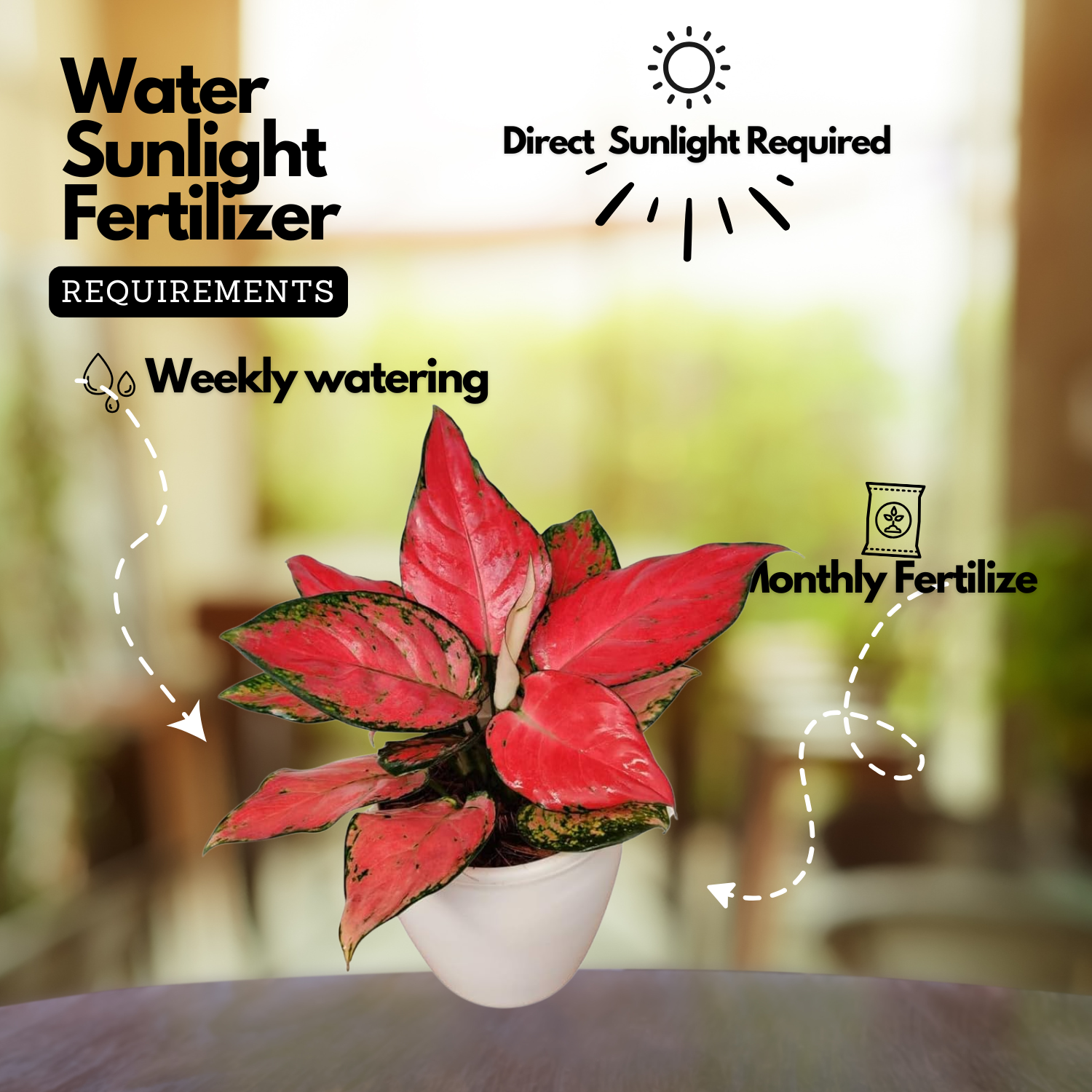 Aglaonema Diamond Red (Aglaonema modestum)Live Plant (Home & Garden)