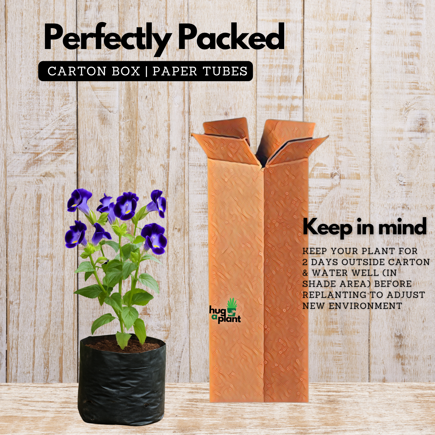 Torenia Live Plant (Home & Garden)