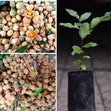 Preah Dak Seedling Fruit Plant (Home & Garden Plants)
