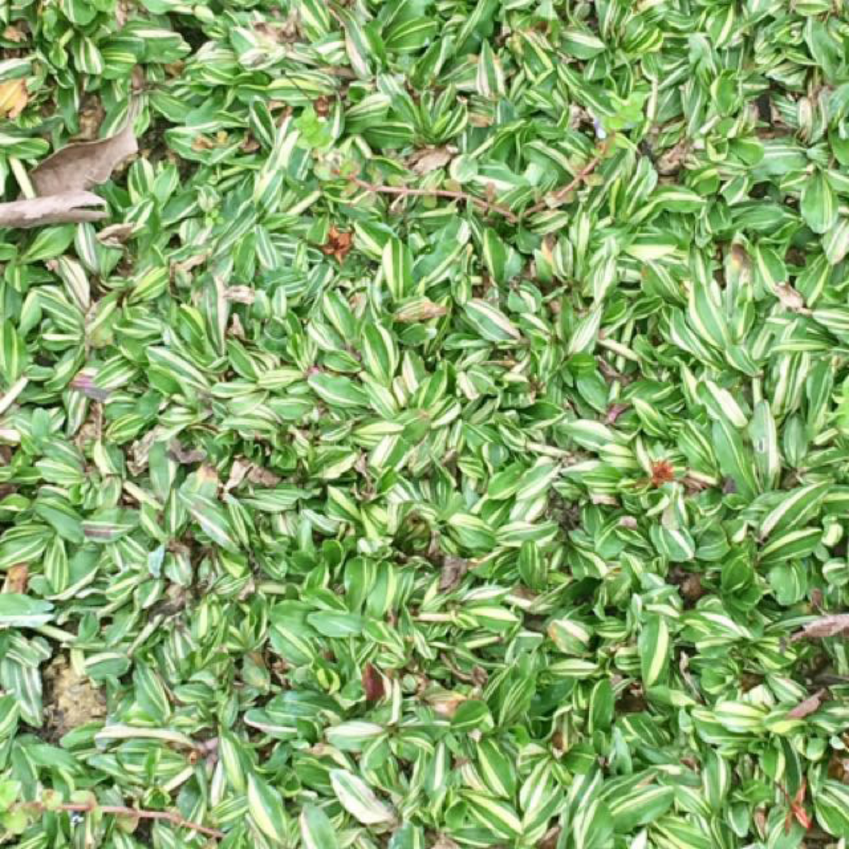 Variegated Pearl Grass Seedling [5 Nos] For Lawn, Ground,Garden (Home & Garden)