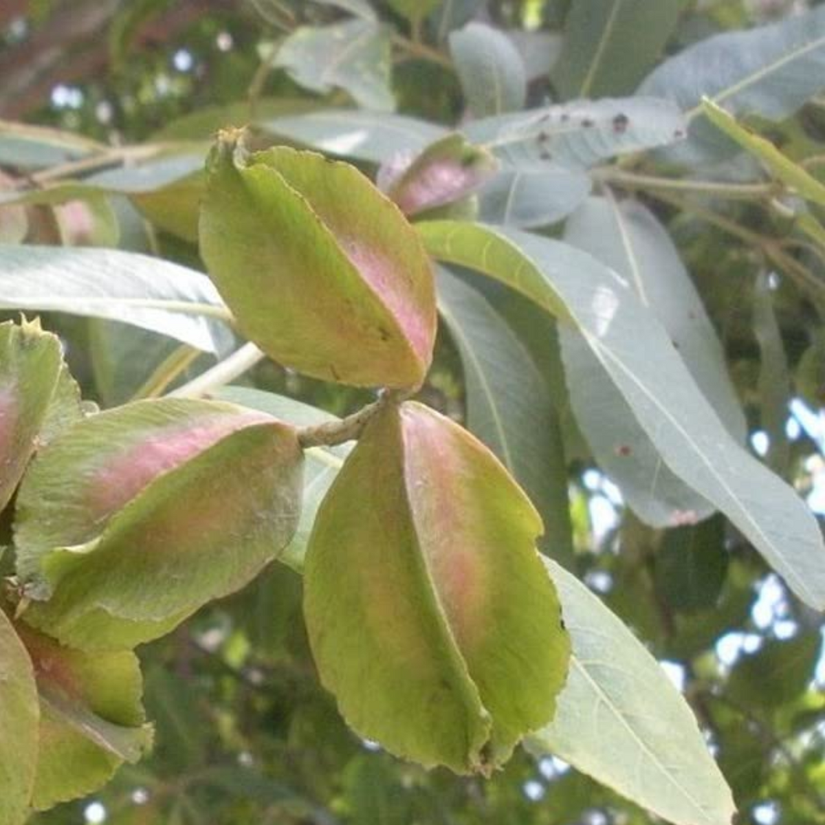 Birth Star : Swathi|Chothy|Suvathi (Plant: Neermaruthu-Terminalia Arjuna|Lagerstroemia Speciosa) (Home & Garden)