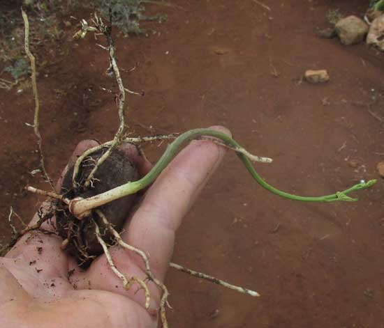 Air Potato Dioscorea Bulbifera Vine for planting  - Approximately 200 gram