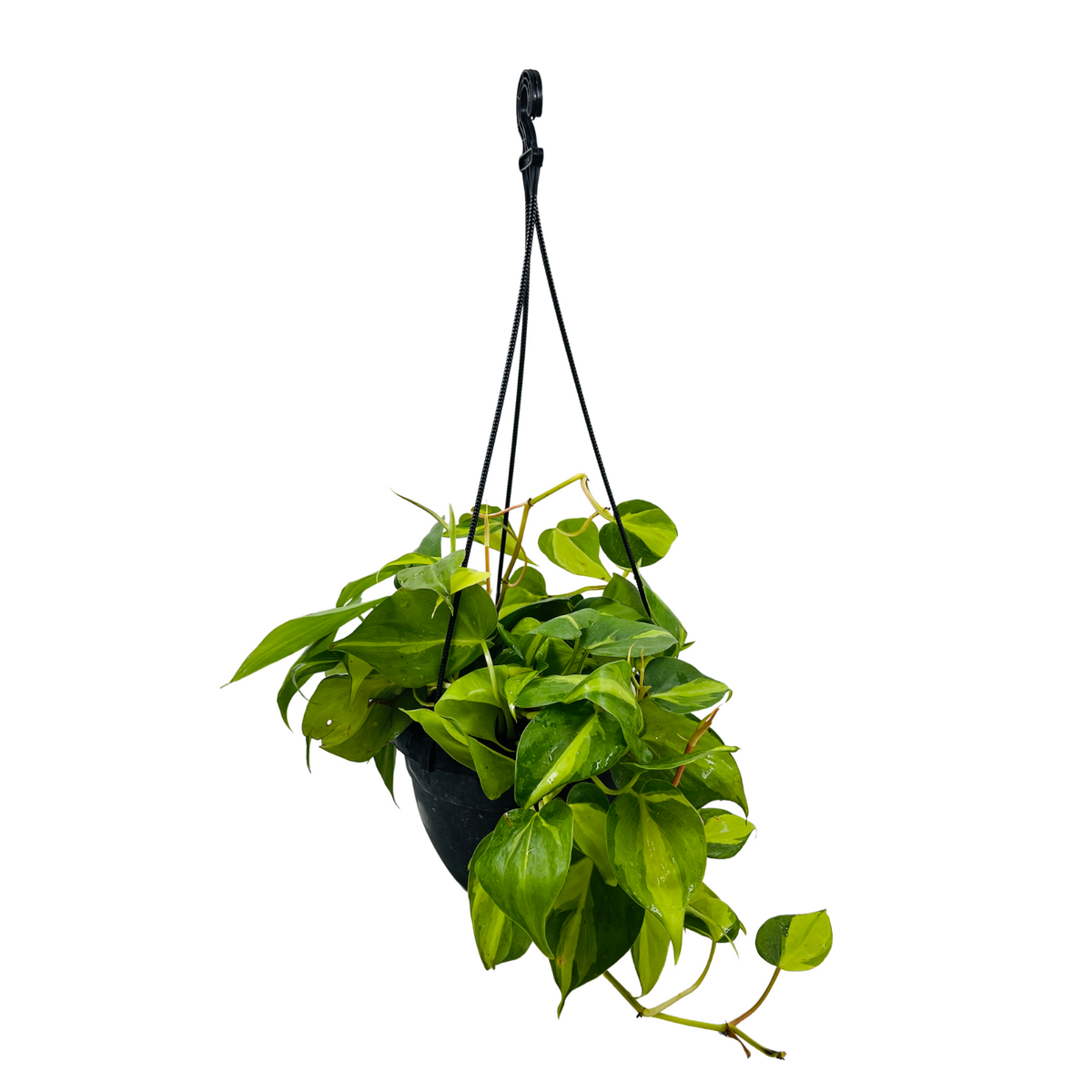 Philodendron Oxycardium Brasil With Hanging Pot (Home & Garden)