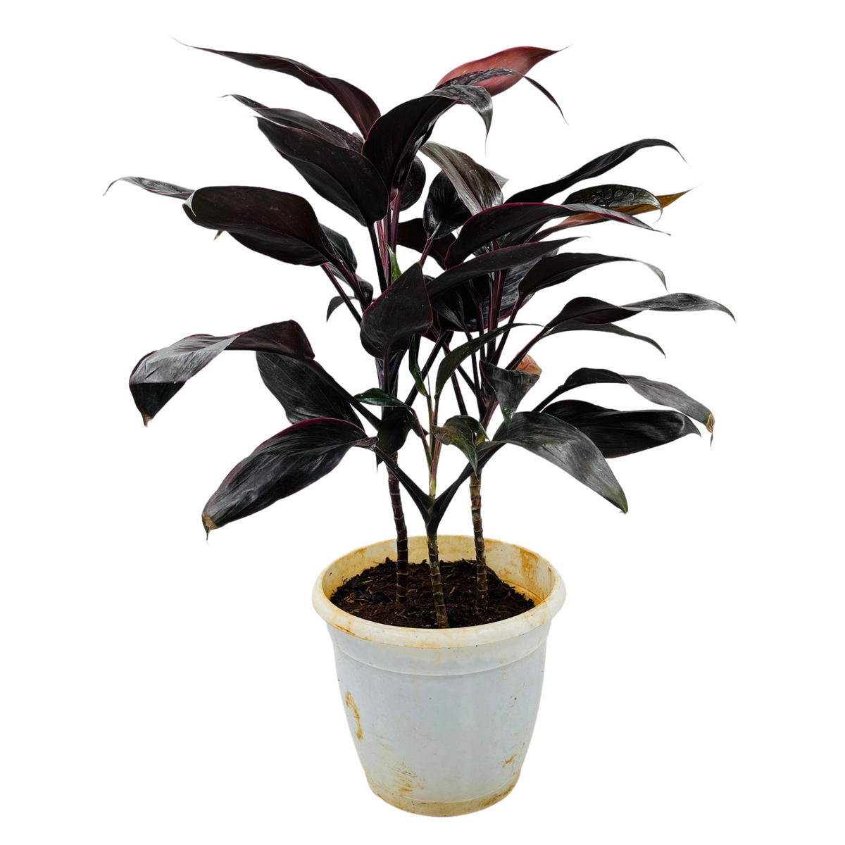 Dracaena Purple | Australis- Live Plant (Home & Garden)