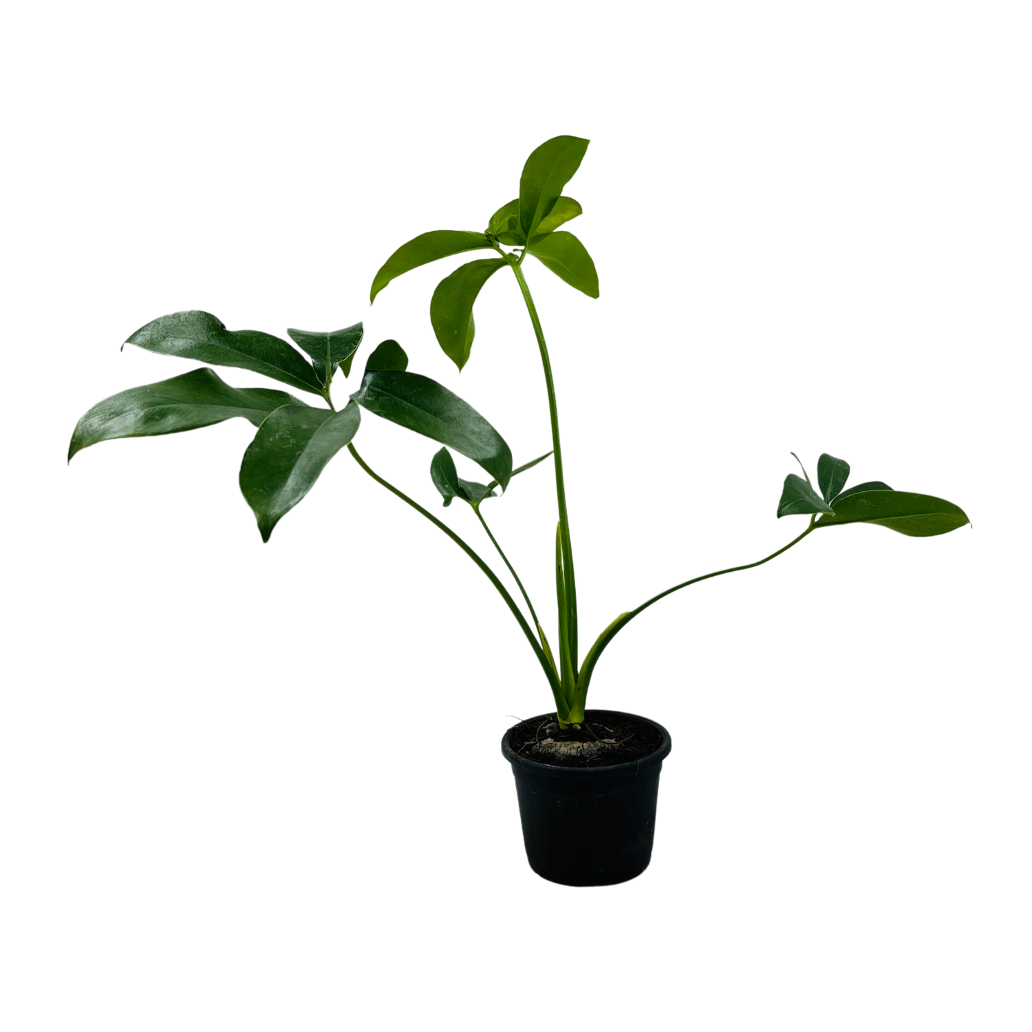 Philodendron Goeldi (Thaumatophyllum Spruceanum) - Live Plant (Home & Garden)